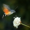 Dlouhozobka svizelova - Macroglossum stellatarum - Hummingbird hawk-moth 3419